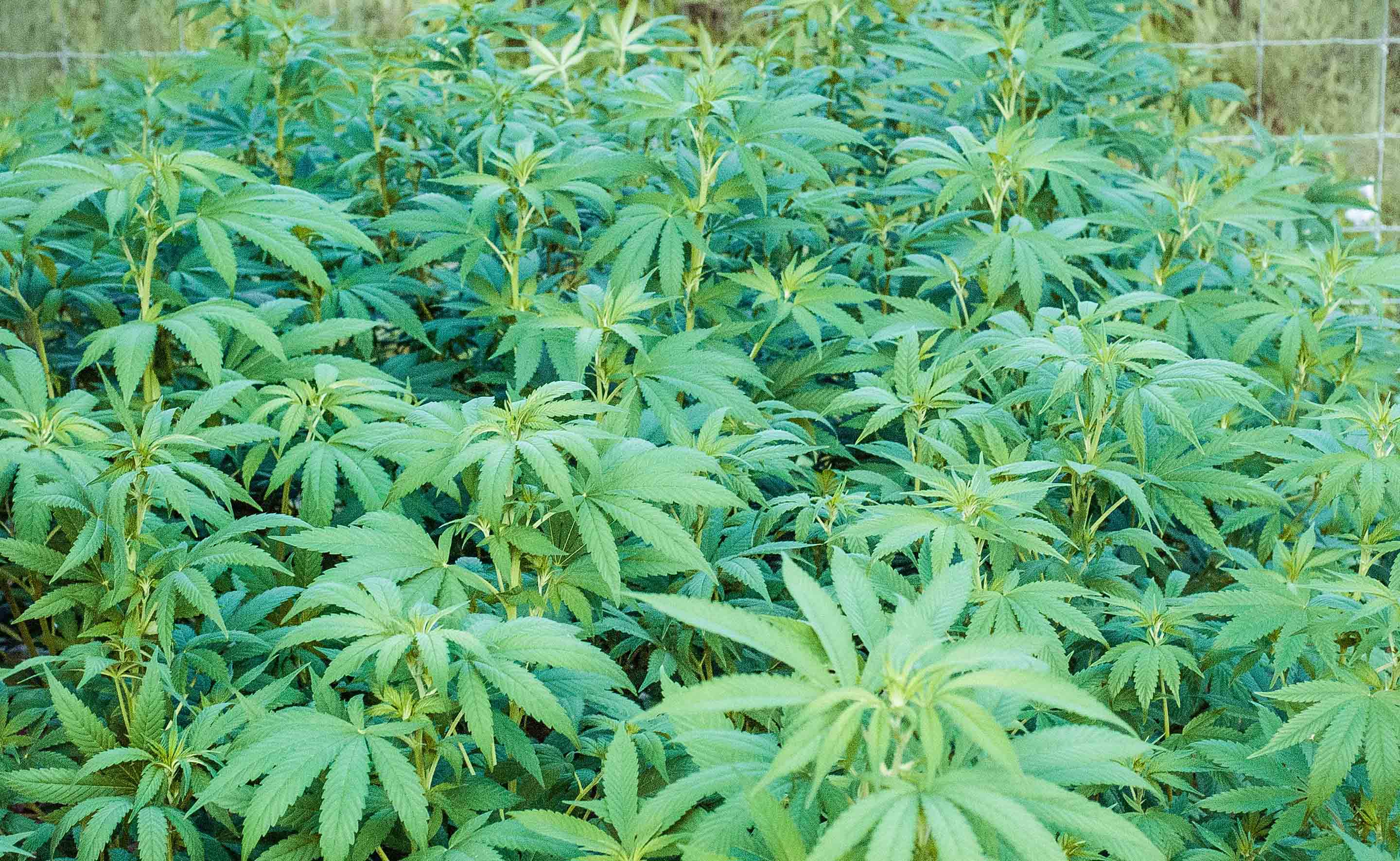 cannabis hemp leaves