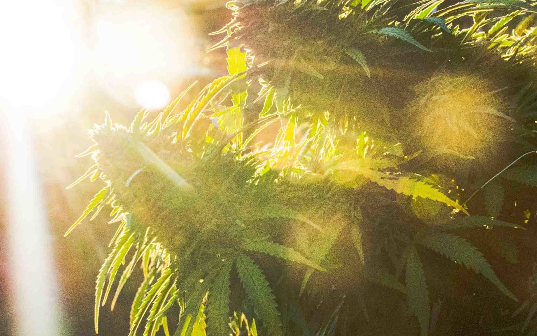 What are the Benefits of CBD?