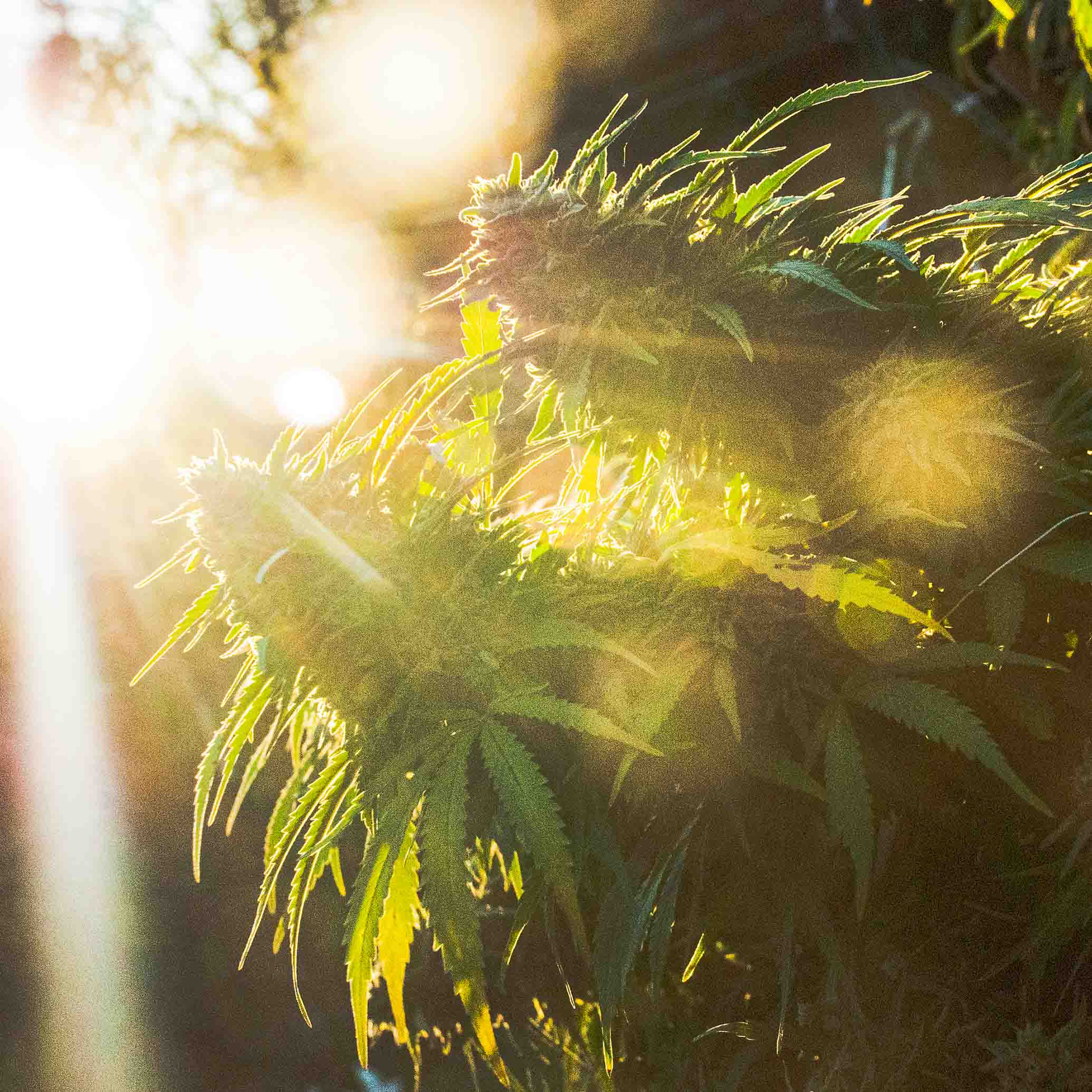 Cannabis Flowers in Afternoon Sunlight